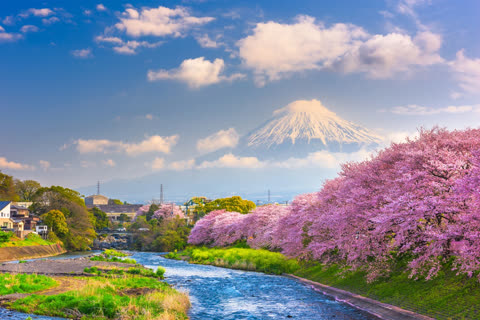 Pink cherry blossom trees bloom along a flowing river with the snow-capped peak of Mount Fuji visible in the background.