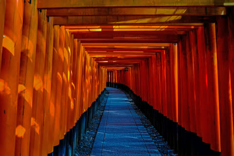 Path curving through a tunnel of orange torii gates.